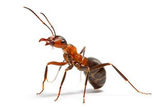 ant removal abbotsford ant removal abbotsford